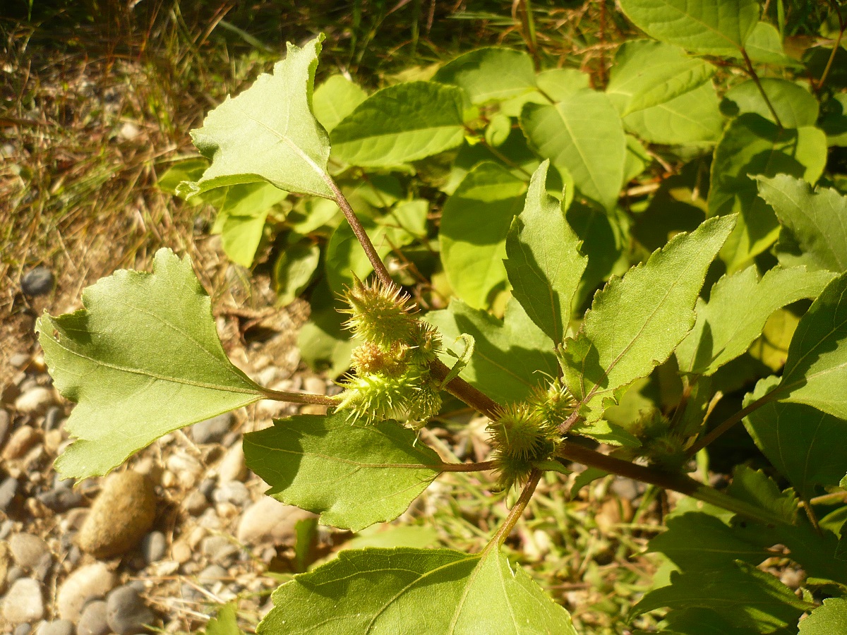 Xanthium orientale subsp. orientale (Asteraceae)
